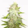 AUTO TOMMY GUN FEMINISED насіння конопель: фото, характеристики, відгуки, опис