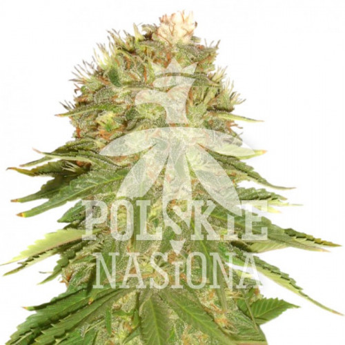 AUTO SOUR CANDY FEMINISED насіння конопель: фото, характеристики, відгуки, опис