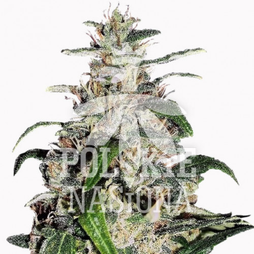 AUTO DEVIL EYE FEMINISED насіння конопель: фото, характеристики, відгуки, опис AUTO DEVIL EYE FEMINISED насіння конопель: фото, характеристики, відгуки, опис