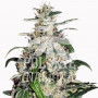 AUTO DEVIL EYE FEMINISED насіння конопель: фото, характеристики, відгуки, опис AUTO DEVIL EYE FEMINISED насіння конопель: фото, характеристики, відгуки, опис