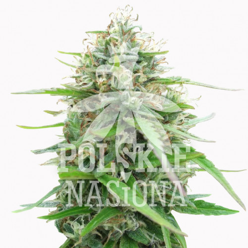 AUTO SPACE FEMINISED насіння конопель: фото, характеристики, відгуки, опис