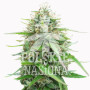 AUTO SPACE FEMINISED насіння конопель: фото, характеристики, відгуки, опис
