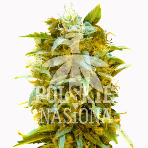 AUTO SPEED JACK FEMINISED насіння конопель: фото, характеристики, відгуки, опис