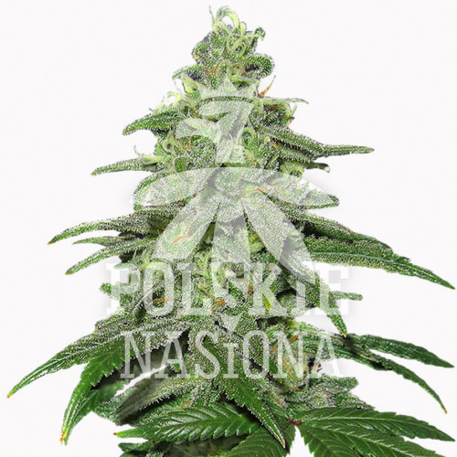 AUTO SNOW WHITE FEMINISED насіння конопель: фото, характеристики, відгуки, опис