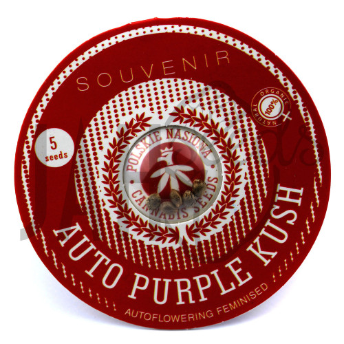AUTO PURPLE KUSH FEMINISED насіння конопель: фото, характеристики, відгуки, опис