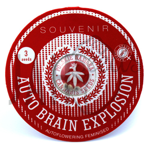 AUTO BRAIN EXPLOSION FEMINISED семена конопли: фото, характеристики, отзывы, описание AUTO BRAIN EXPLOSION FEMINISED семена конопли: фото, характеристики, отзывы, описание