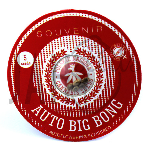 AUTO BIG BONG FEMINISED насіння конопель: фото, характеристики, відгуки, опис