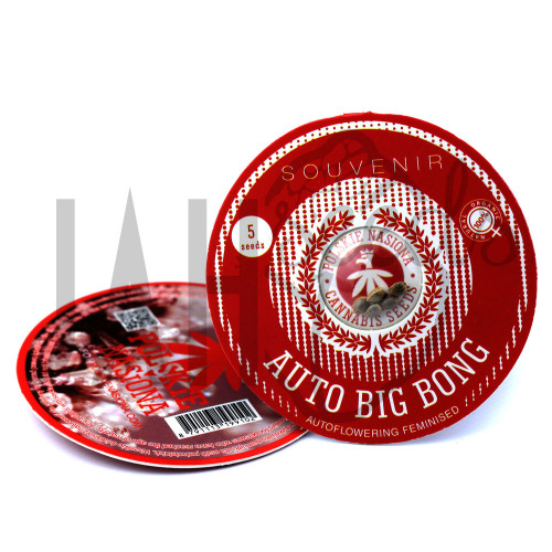 AUTO BIG BONG FEMINISED насіння конопель: фото, характеристики, відгуки, опис