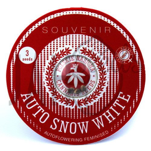 AUTO SNOW WHITE FEMINISED насіння конопель: фото, характеристики, відгуки, опис