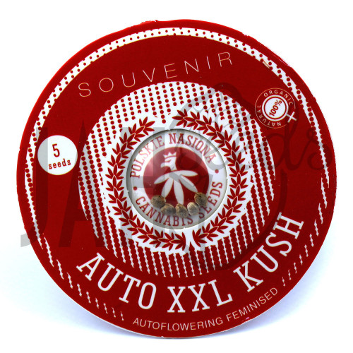 AUTO XXL KUSH FEMINISED насіння конопель: фото, характеристики, відгуки, опис AUTO XXL KUSH FEMINISED насіння конопель: фото, характеристики, відгуки, опис