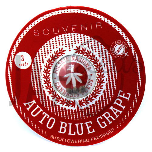 AUTO BLUE GRAPE FEMINISED насіння конопель: фото, характеристики, відгуки, опис