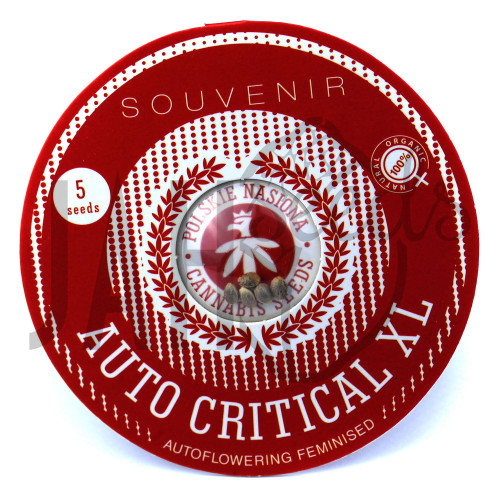 AUTO CRITICAL XL FEMINISED семена конопли: фото, характеристики, отзывы, описание AUTO CRITICAL XL FEMINISED семена конопли: фото, характеристики, отзывы, описание
