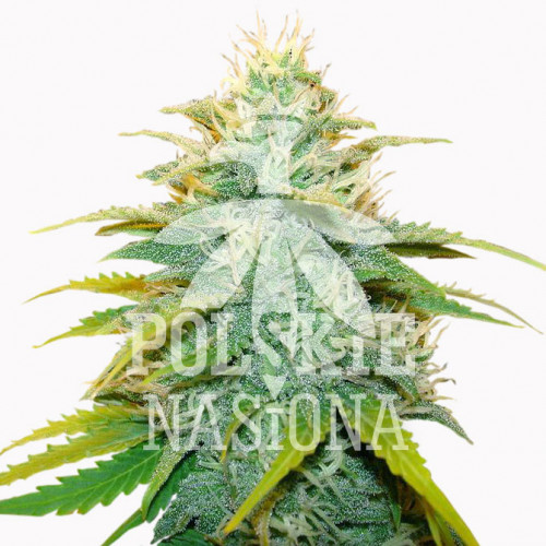 AUTO PURE POISON FEMINISED насіння конопель: фото, характеристики, відгуки, опис