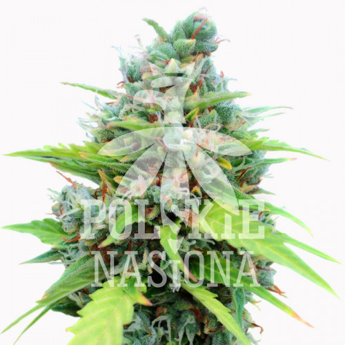AUTO AKM-47 FEMINISED насіння конопель: фото, характеристики, відгуки, опис