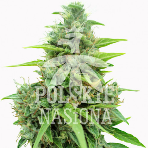 AUTO BIG BONG FEMINISED насіння конопель: фото, характеристики, відгуки, опис