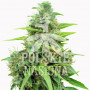 AUTO BIG BONG FEMINISED насіння конопель: фото, характеристики, відгуки, опис