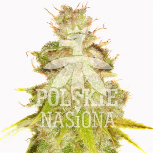 AUTO HEAVY BUD FEMINISED семена конопли: фото, характеристики, отзывы, описание