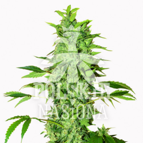 AUTO OLD CHEESE FEMINISED семена конопли: фото, характеристики, отзывы, описание AUTO OLD CHEESE FEMINISED семена конопли: фото, характеристики, отзывы, описание