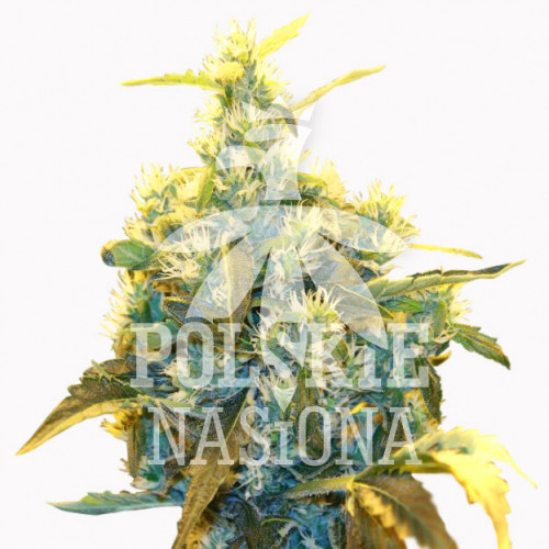AUTO CRITICAL XL FEMINISED семена конопли: фото, характеристики, отзывы, описание AUTO CRITICAL XL FEMINISED семена конопли: фото, характеристики, отзывы, описание