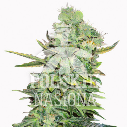 AUTO DIESEL POWER FEMINISED семена конопли: фото, характеристики, отзывы, описание