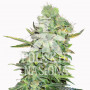 AUTO DIESEL POWER FEMINISED семена конопли: фото, характеристики, отзывы, описание
