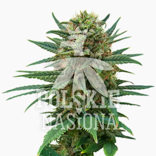 AUTO PINEAPPLE JUICE FEMINISED насіння конопель: фото, характеристики, відгуки, опис