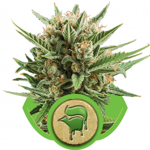 Auto Sweet Skunk насіння конопель: фото, характеристики, відгуки, опис Auto Sweet Skunk насіння конопель: фото, характеристики, відгуки, опис