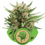 Auto Sweet Skunk насіння конопель: фото, характеристики, відгуки, опис Auto Sweet Skunk насіння конопель: фото, характеристики, відгуки, опис