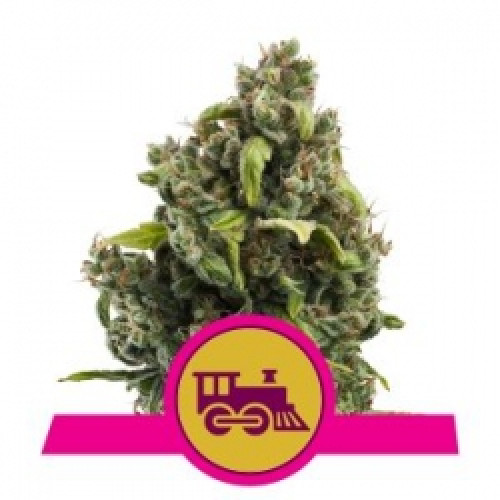 Candy Kush Express fast насіння конопель: фото, характеристики, відгуки, опис Candy Kush Express fast насіння конопель: фото, характеристики, відгуки, опис