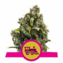 Candy Kush Express fast насіння конопель: фото, характеристики, відгуки, опис Candy Kush Express fast насіння конопель: фото, характеристики, відгуки, опис