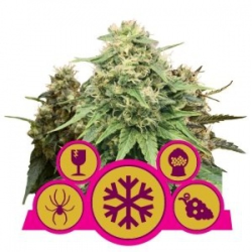 Feminized MIX насіння конопель: фото, характеристики, відгуки, опис Feminized MIX насіння конопель: фото, характеристики, відгуки, опис