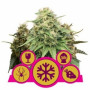 Feminized MIX насіння конопель: фото, характеристики, відгуки, опис Feminized MIX насіння конопель: фото, характеристики, відгуки, опис
