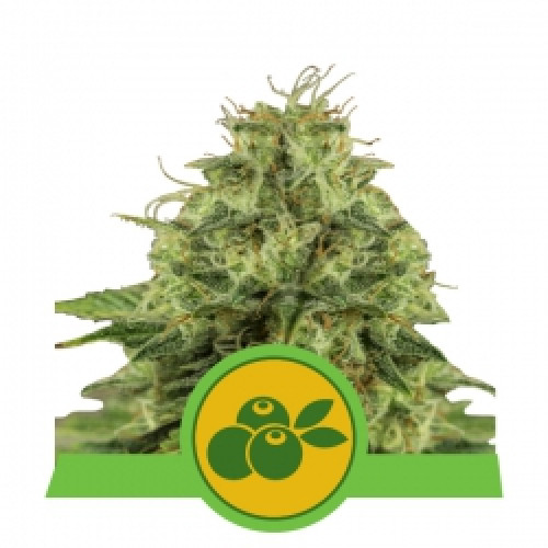 Haze Berry Auto насіння конопель: фото, характеристики, відгуки, опис Haze Berry Auto насіння конопель: фото, характеристики, відгуки, опис