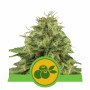 Haze Berry Auto насіння конопель: фото, характеристики, відгуки, опис Haze Berry Auto насіння конопель: фото, характеристики, відгуки, опис