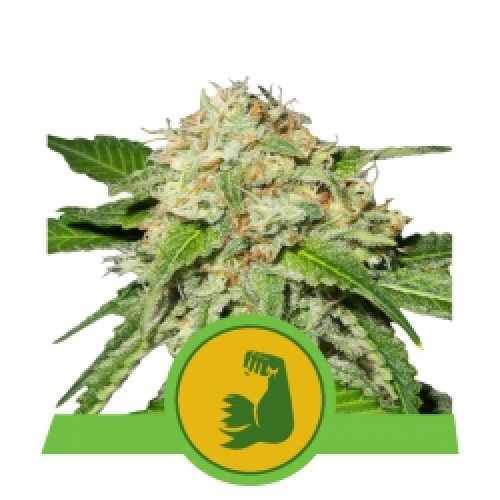 Hulk Berry Auto семена конопли: фото, характеристики, отзывы, описание Hulk Berry Auto семена конопли: фото, характеристики, отзывы, описание