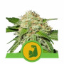 Hulk Berry Auto семена конопли: фото, характеристики, отзывы, описание Hulk Berry Auto семена конопли: фото, характеристики, отзывы, описание