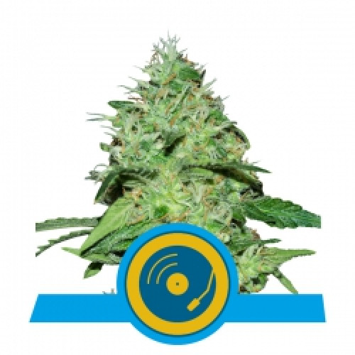 Joanne's CBD насіння конопель: фото, характеристики, відгуки, опис Joanne's CBD насіння конопель: фото, характеристики, відгуки, опис