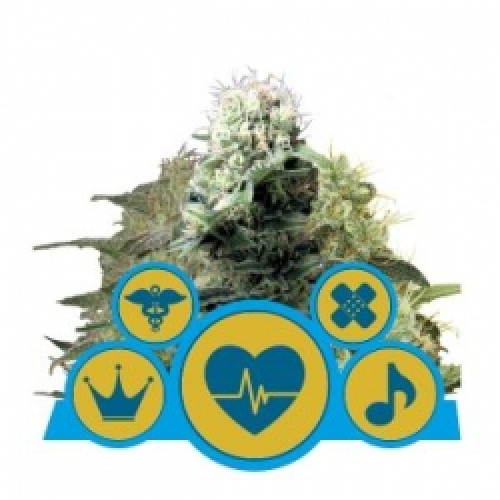 Medical Mix CBD семена конопли: фото, характеристики, отзывы, описание