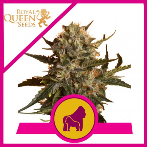 Mother Gorilla насіння конопель: фото, характеристики, відгуки, опис