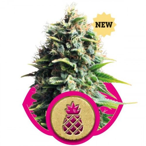 Pineapple Kush насіння конопель: фото, характеристики, відгуки, опис