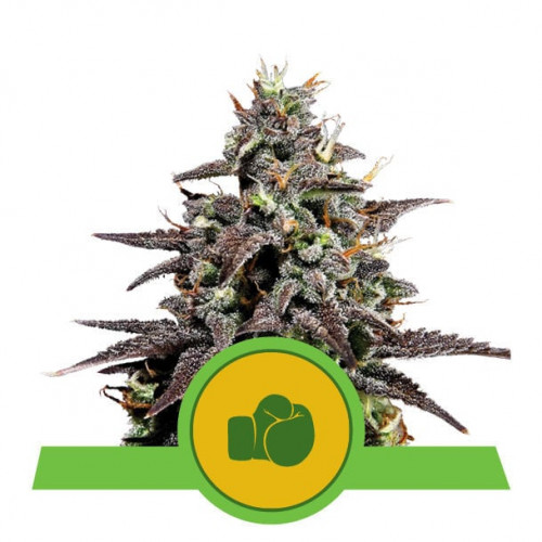 Purple Punch Auto семена конопли: фото, характеристики, отзывы, описание Purple Punch Auto семена конопли: фото, характеристики, отзывы, описание