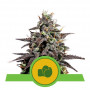 Purple Punch Auto семена конопли: фото, характеристики, отзывы, описание Purple Punch Auto семена конопли: фото, характеристики, отзывы, описание