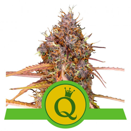 Purple Queen Auto семена конопли: фото, характеристики, отзывы, описание