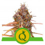 Purple Queen Auto семена конопли: фото, характеристики, отзывы, описание
