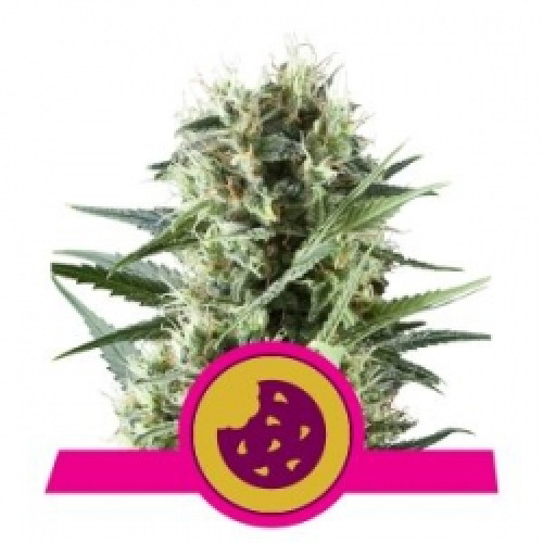 Royal Cookies насіння конопель: фото, характеристики, відгуки, опис Royal Cookies насіння конопель: фото, характеристики, відгуки, опис