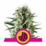 Royal Cookies насіння конопель: фото, характеристики, відгуки, опис Royal Cookies насіння конопель: фото, характеристики, відгуки, опис