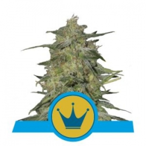 Royal Highness CBD насіння конопель: фото, характеристики, відгуки, опис Royal Highness CBD насіння конопель: фото, характеристики, відгуки, опис