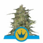 Royal Highness CBD насіння конопель: фото, характеристики, відгуки, опис Royal Highness CBD насіння конопель: фото, характеристики, відгуки, опис