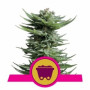 Shining Silver Haze насіння конопель: фото, характеристики, відгуки, опис Shining Silver Haze насіння конопель: фото, характеристики, відгуки, опис