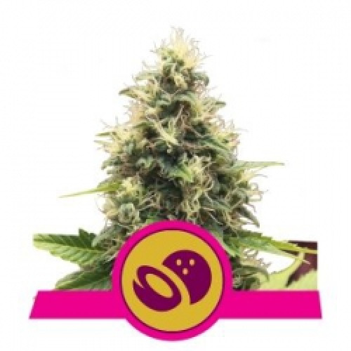 Somango XL семена конопли: фото, характеристики, отзывы, описание Somango XL семена конопли: фото, характеристики, отзывы, описание